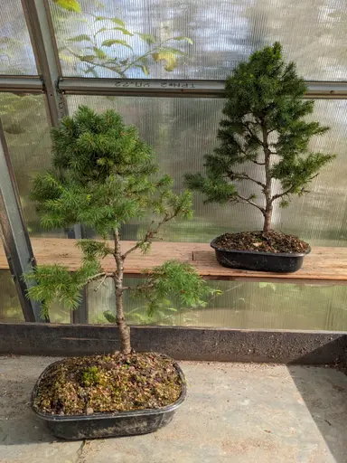 Dwarf Alberta spruce - bonsai from christmas tree material.