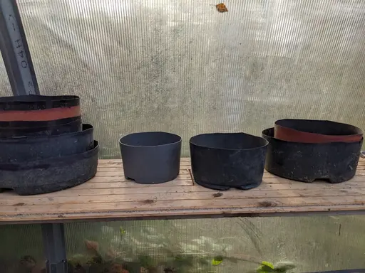 a lineup of several plastic nursery pots, cut into bonsai training pots