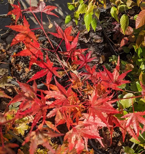 five-lobed leaves of japanses maple in red fall colors