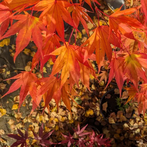 five-lobed leaves of japanese maple in red fall colors