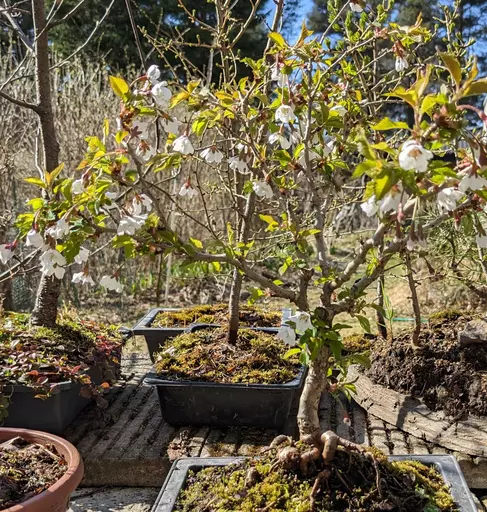 fuji cherry bonsai flowering under sunshine