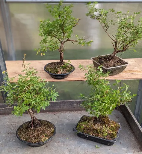 Shrubby cinquefoil bonsai, different cultivars - bonsai from nursery material