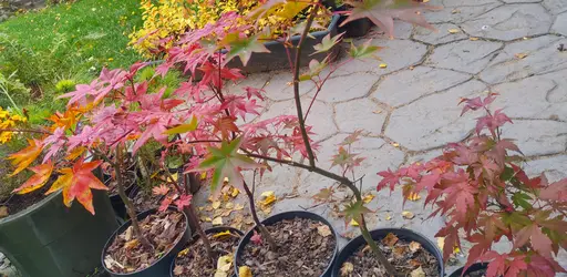 A lineup of japanese maples on the terrace, 27 Sep 2022