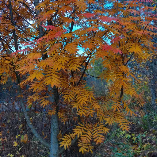 Some native touch. Mountain ash, Sorbus aucuparia, 14 Oct 2022