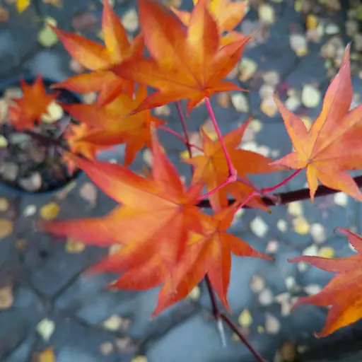 Acer palmatum 'Tana', japanese maple, 6 Oct 2022